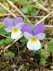 Viola tricolor curtisii