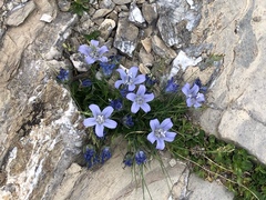 Campanula cenisia