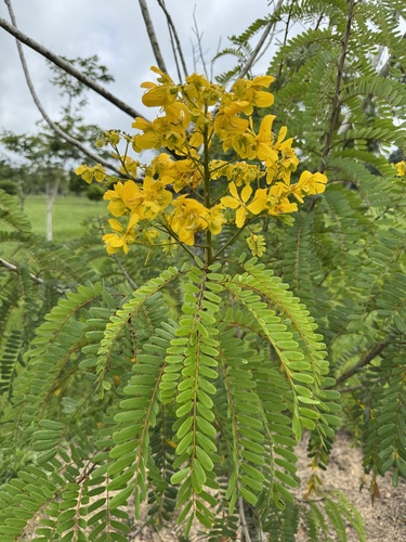 Foto de Canafístula