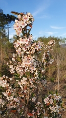 Trembleya parviflora