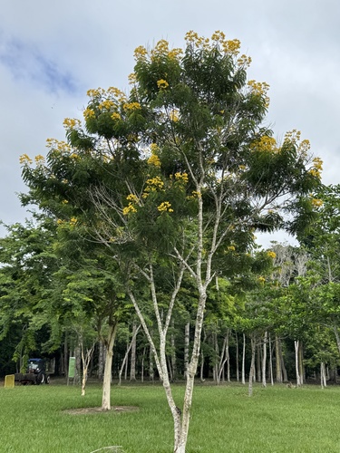 Canafístula