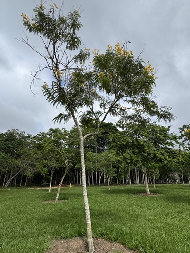 Foto de Canafístula