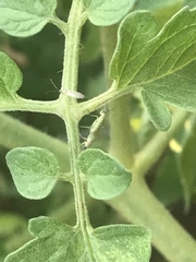 Engytatus modestus