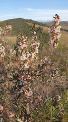 Trembleya parviflora