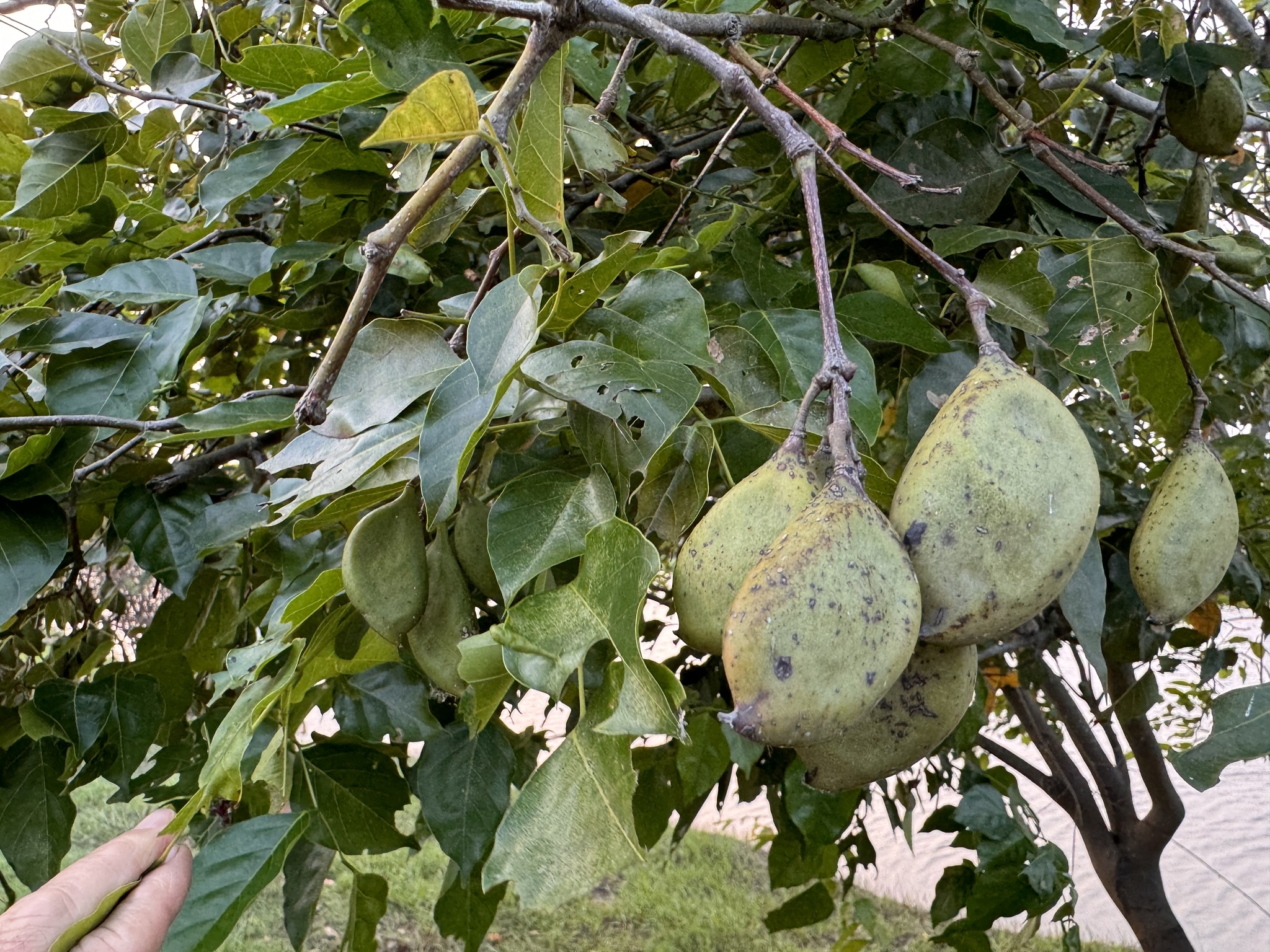 Imagem de Pongamia