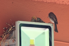 Fraseria caerulescens impavida