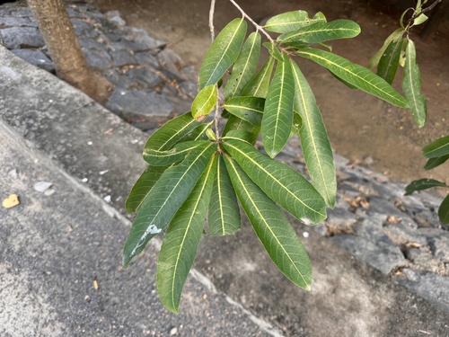 Foto de Arjuna