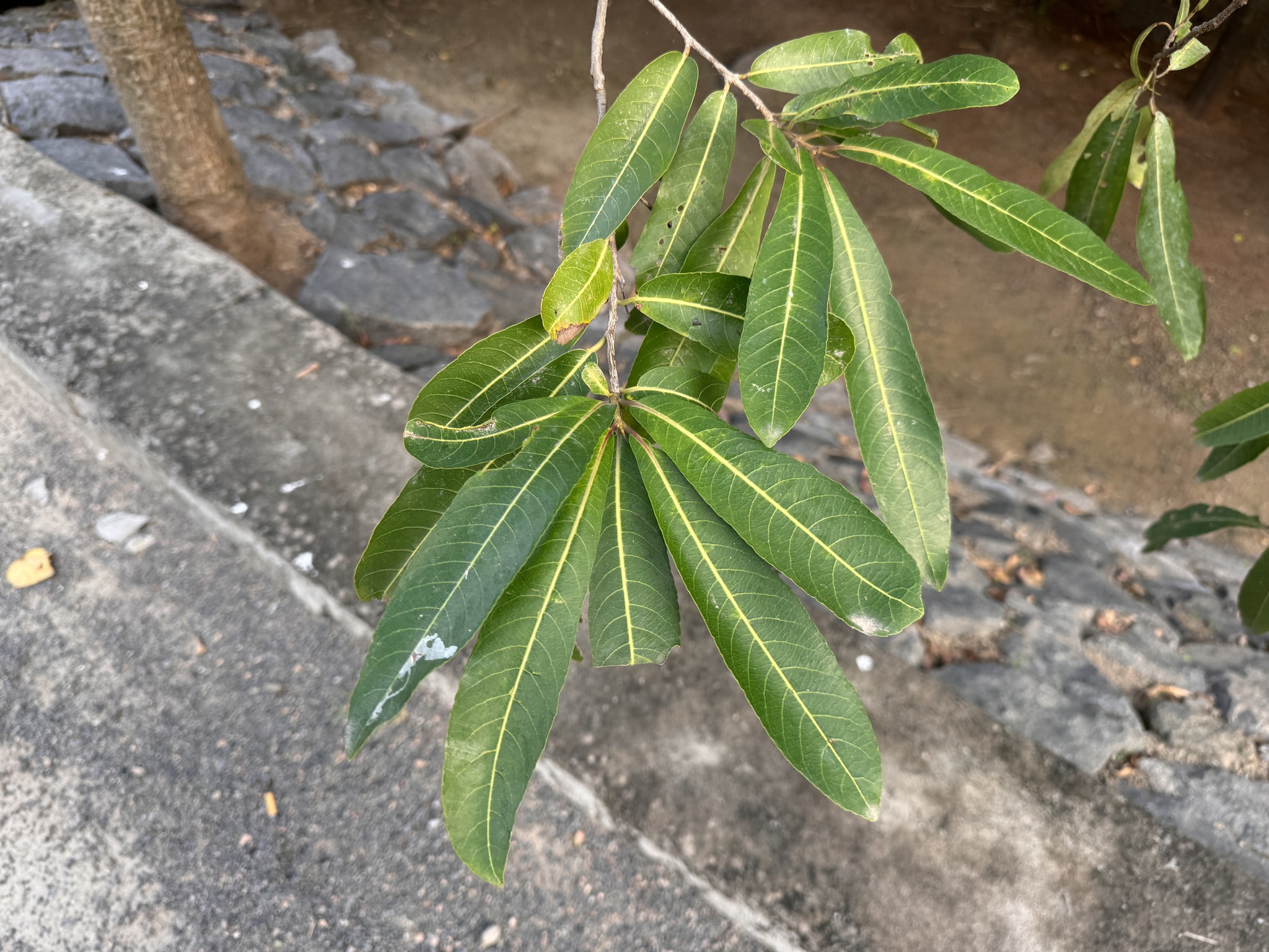 Imagem de Arjuna