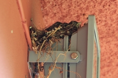 Fraseria caerulescens impavida