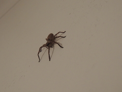 Polybetes rapidus