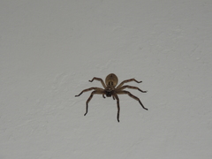 Polybetes rapidus