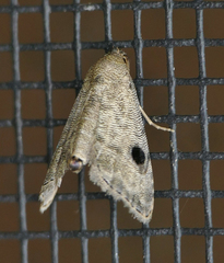 Abablemma brimleyana