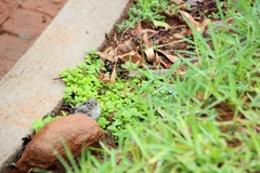 Fraseria caerulescens impavida