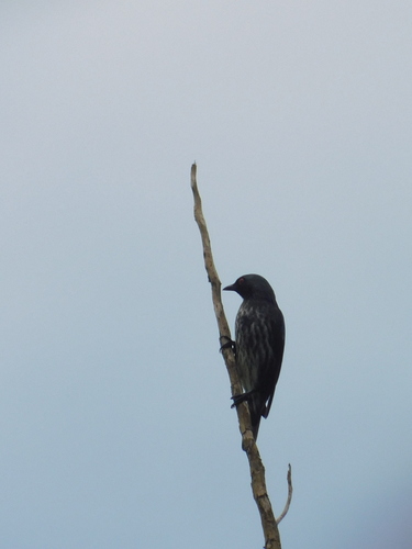 Short-tailed Starling (Aplonis minor), photo 8