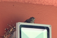 Fraseria caerulescens impavida