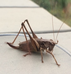 Pholidoptera griseoaptera