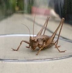 Pholidoptera griseoaptera