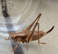 Pholidoptera griseoaptera