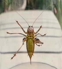 Pholidoptera griseoaptera