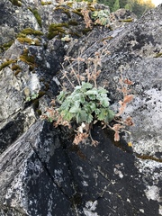 Potentilla villosa