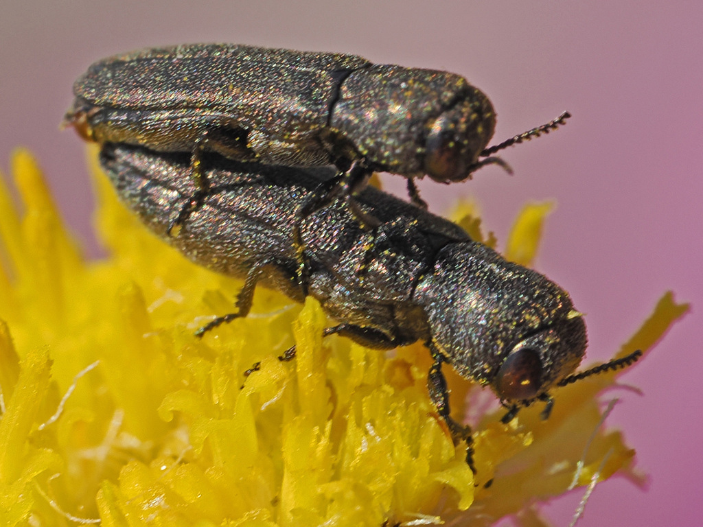 Promeliboeus
