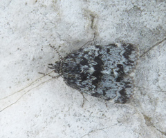 Orenaia alpestralis