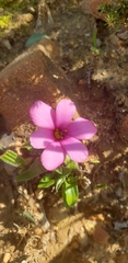 Moraea versicolor