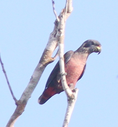 Dusky Parrot (Pionus fuscus), photo 3