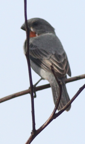 Chestnut-bellied Seedeater (Sporophila castaneiventris), photo 7