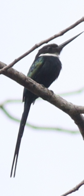 Paradise Jacamar (Galbula dea), photo 3