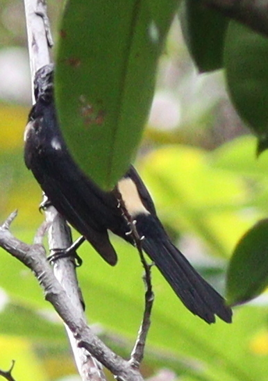 Fulvous-crested Tanager (Tachyphonus surinamus), photo 4