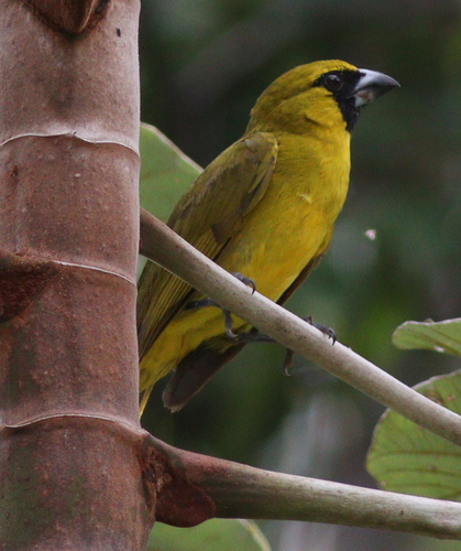 Yellow-green Grosbeak (Caryothraustes canadensis), photo 4