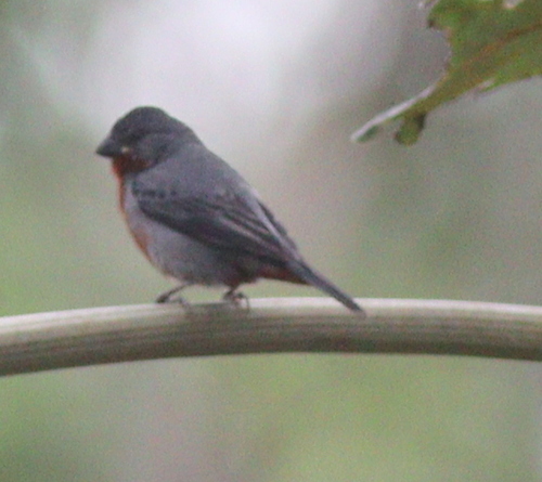Chestnut-bellied Seedeater (Sporophila castaneiventris), photo 8