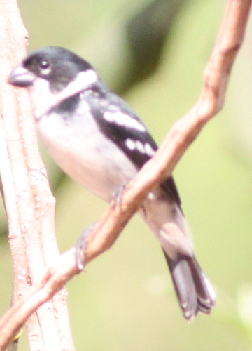 Wing-barred Seedeater (Sporophila americana), photo 5