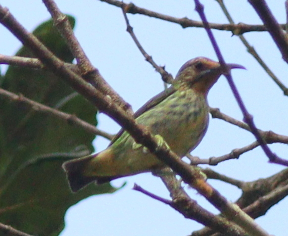 Purple Honeycreeper (Cyanerpes caeruleus), photo 9