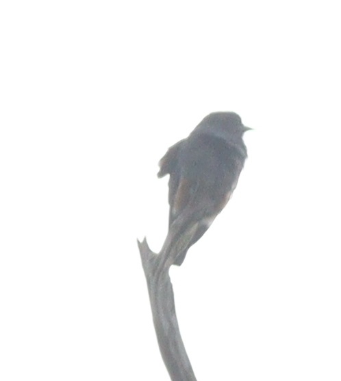 Swallow-winged Puffbird (Chelidoptera tenebrosa), photo 8