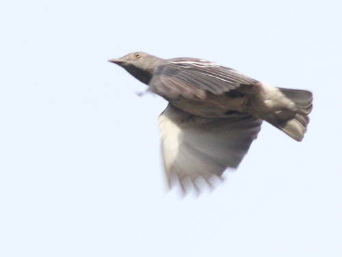Pompadour Cotinga (Xipholena punicea), photo 8