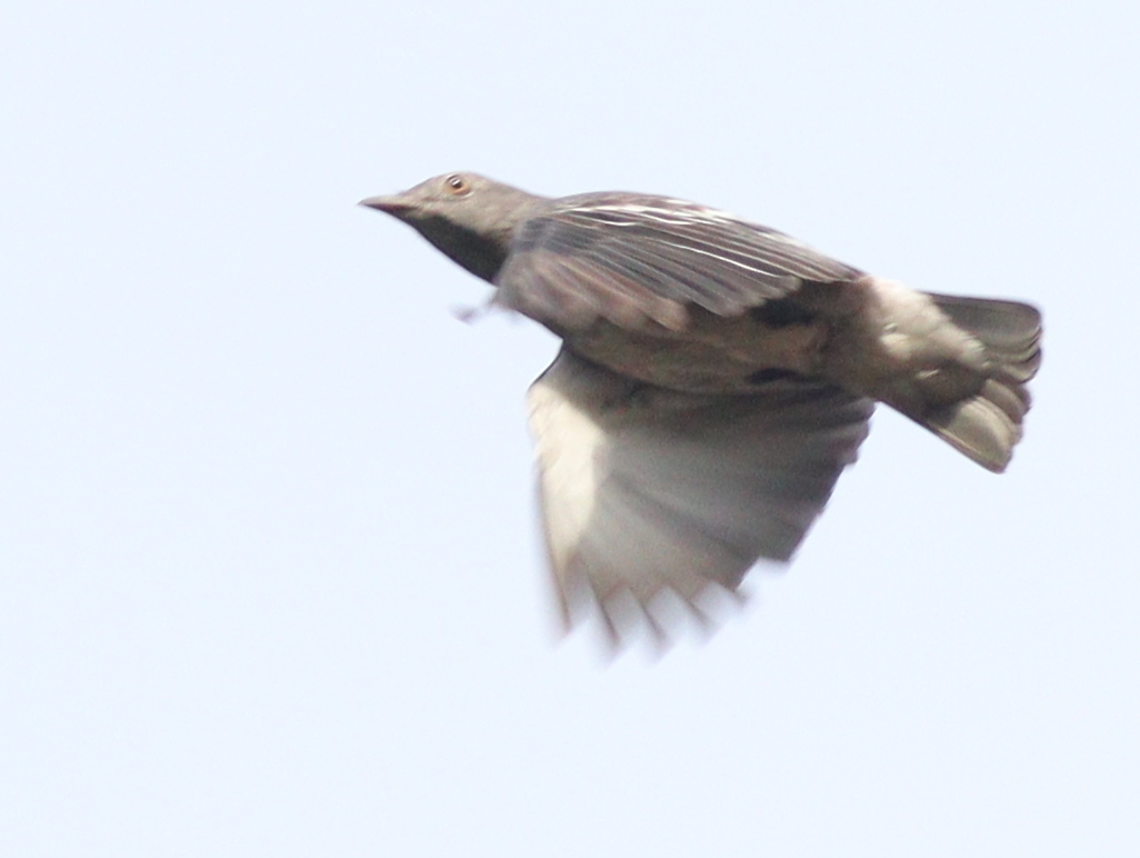 Pompadour Cotinga (Xipholena punicea), photo 8