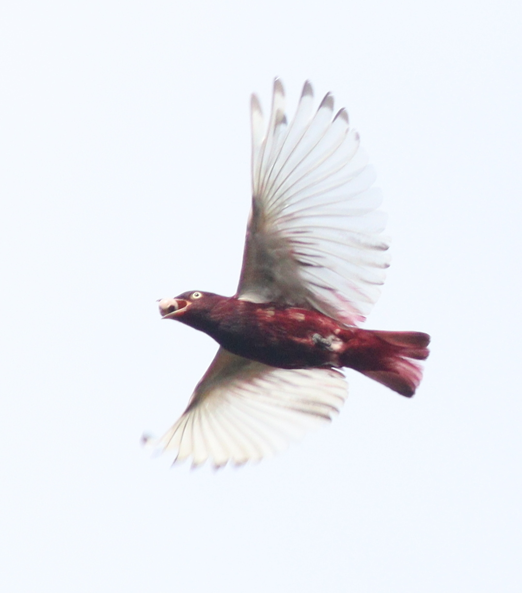 Pompadour Cotinga (Xipholena punicea), photo 1