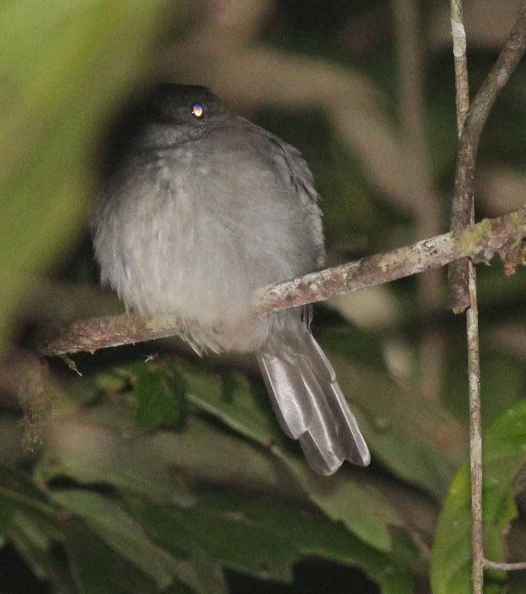 Screaming Piha (Lipaugus vociferans), photo 5