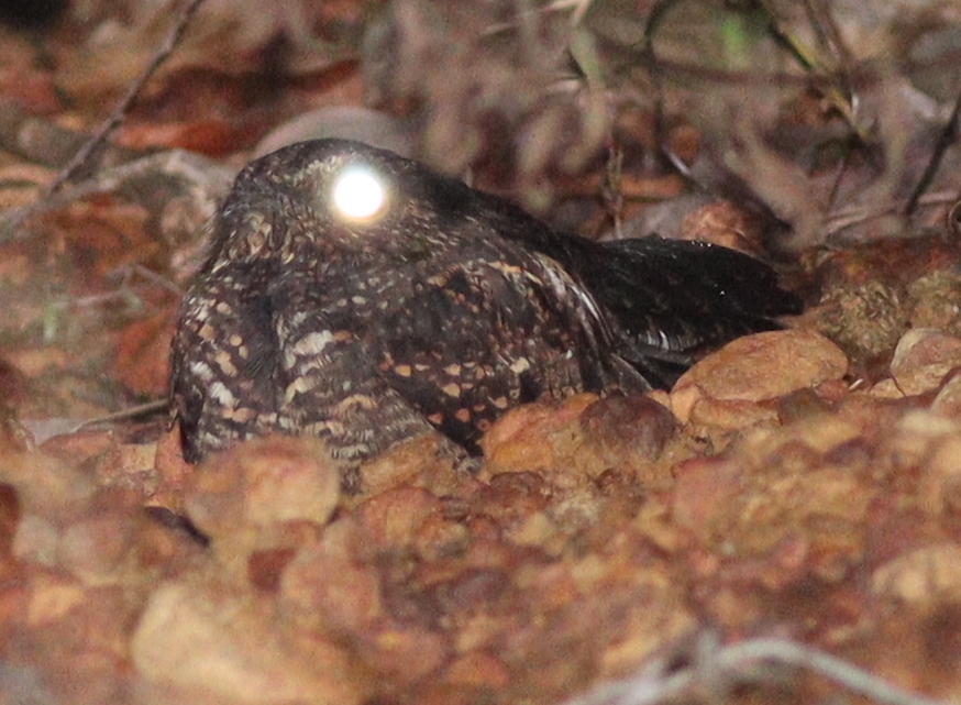 Blackish Nightjar (Nyctipolus nigrescens), photo 2