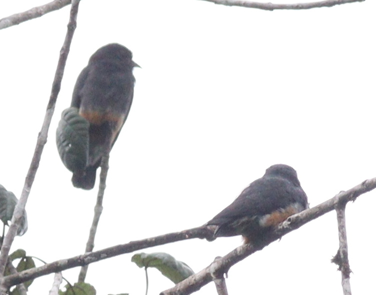 Swallow-winged Puffbird (Chelidoptera tenebrosa), photo 7