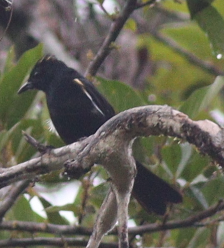 Fulvous-crested Tanager (Tachyphonus surinamus), photo 3
