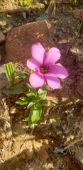 Moraea versicolor
