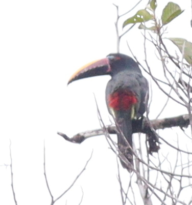 Green Aracari (Pteroglossus viridis), photo 5