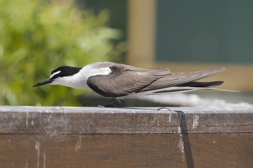Brilstern (Onychoprion anaethetus)