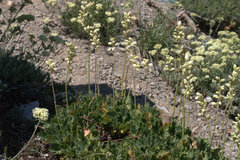 Heuchera grossulariifolia