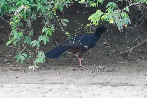 Crestless Curassow (Mitu tomentosum), photo 8