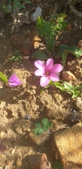 Moraea versicolor