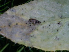 Planaphrodes nigritus